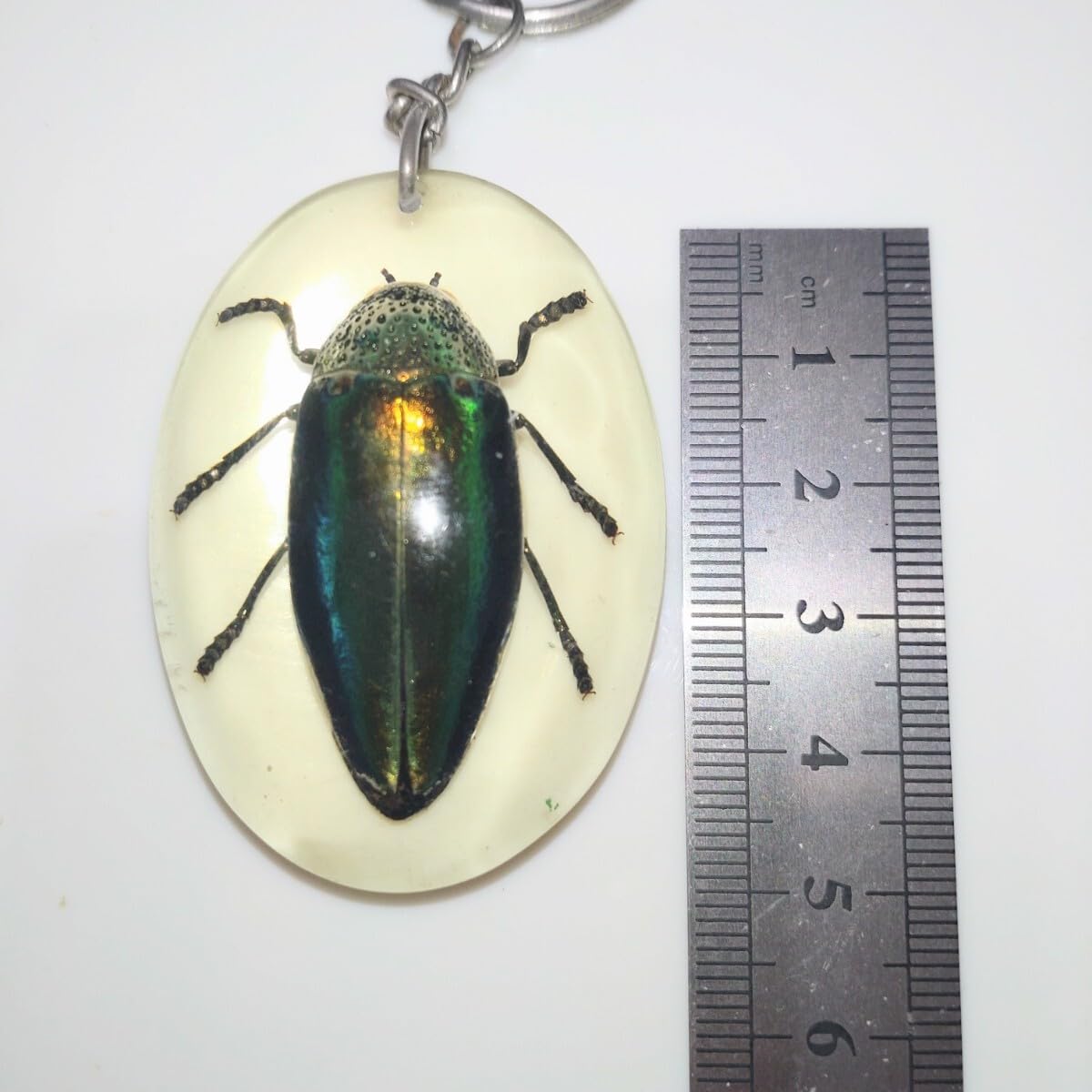 Amazon.co.jp: 産地不明 タマムシ 玉虫 剥製 標本 昆虫標本